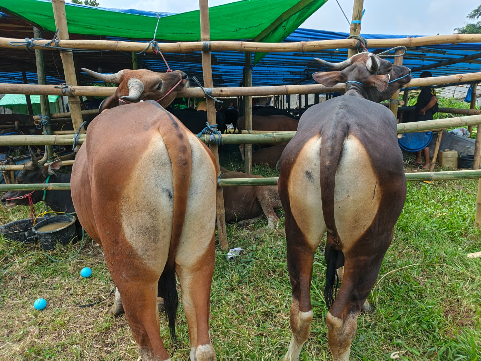 Sapi Premium 1 | Salwa Farm thumbnail 2