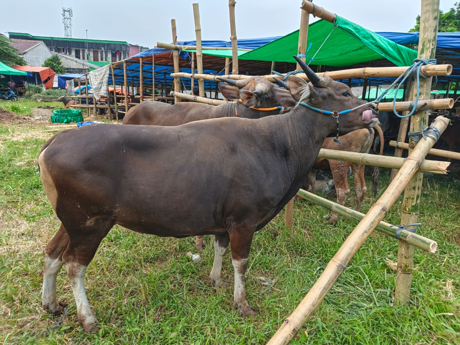 Sapi Premium 1 | Salwa Farm thumbnail 3