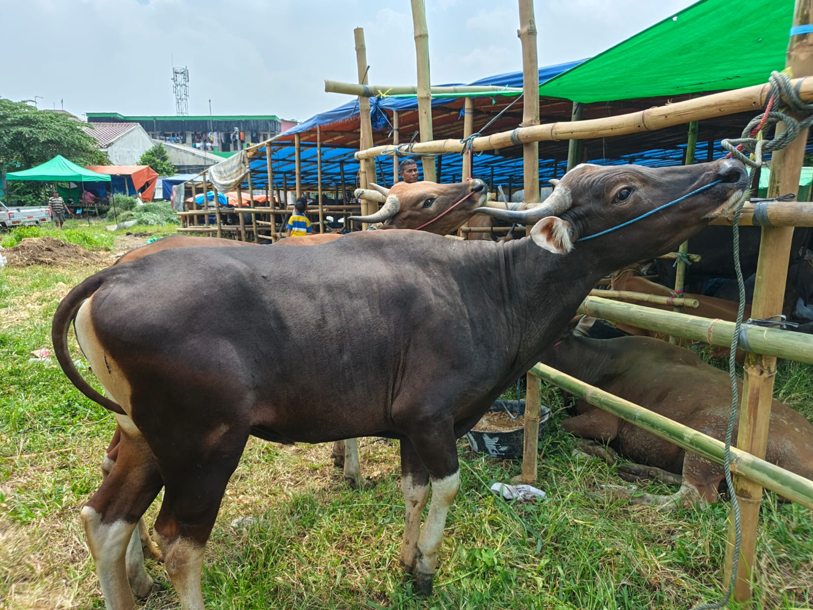 Sapi Premium 1