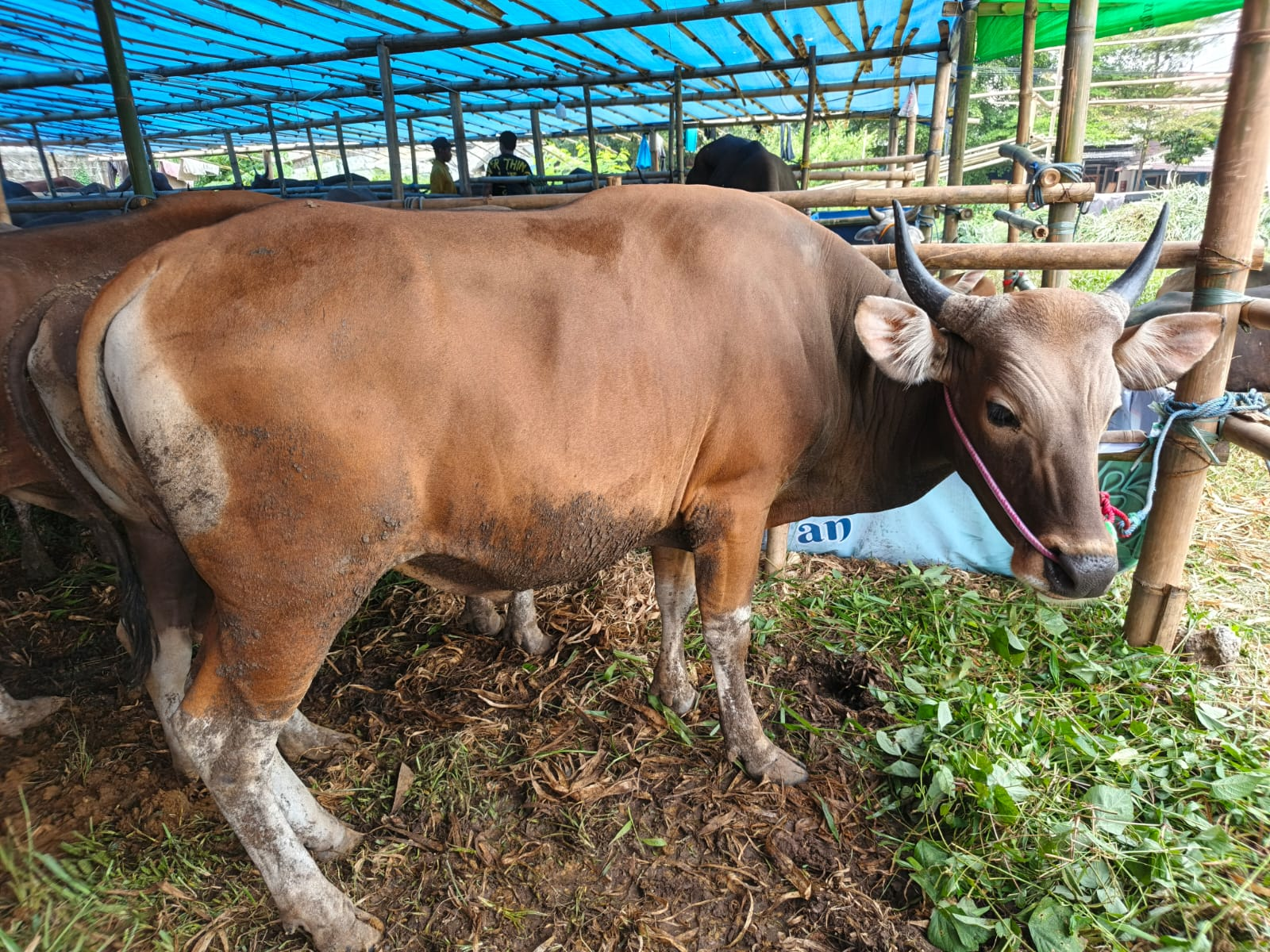 Sapi Premium 2 | Salwa Farm thumbnail 2