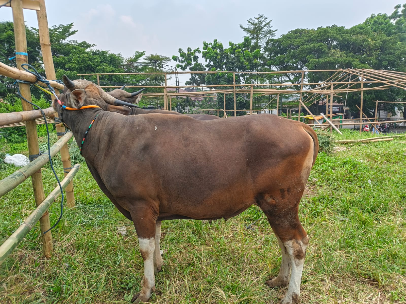 Sapi Premium 2 | Salwa Farm thumbnail 3