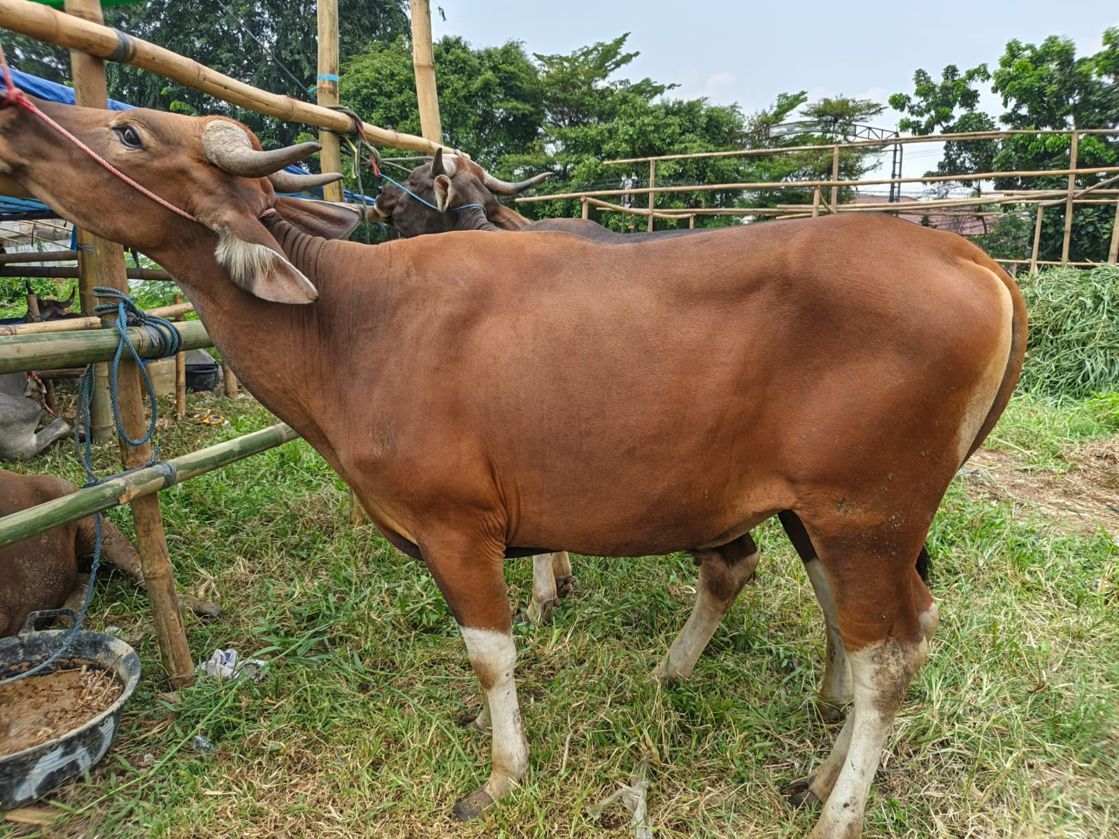 Sapi Premium 2