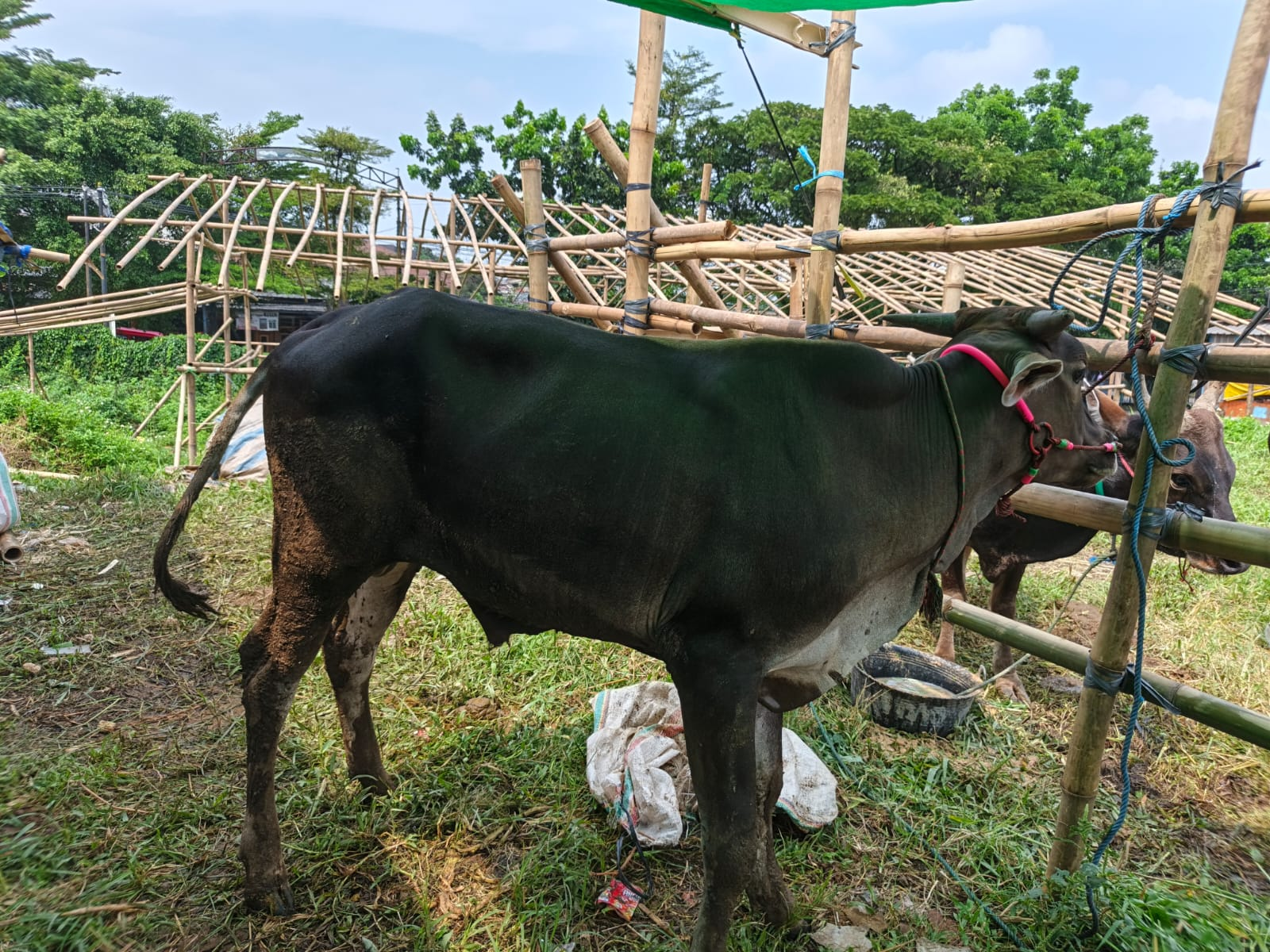 Sapi Super 4 | Salwa Farm thumbnail 2
