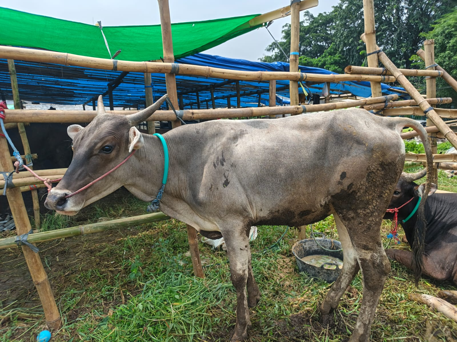 Sapi Super 6