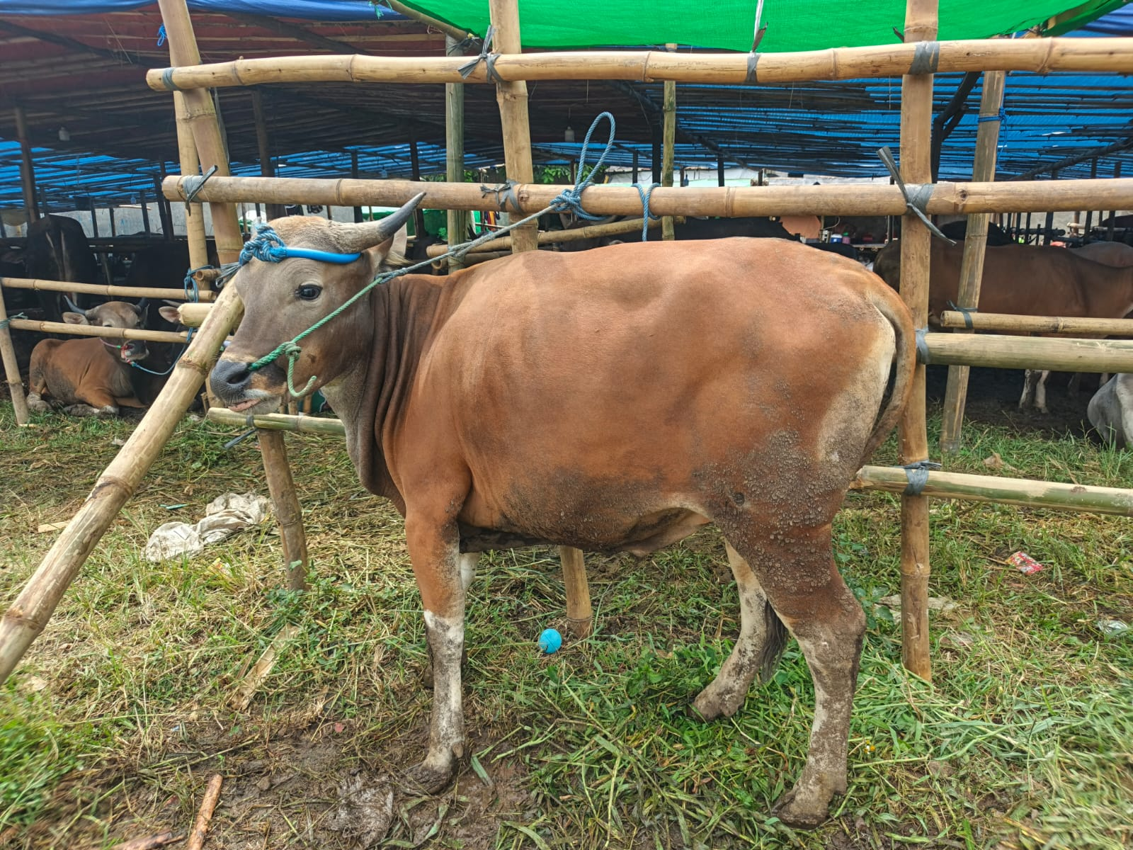 Sapi Super 7 | Salwa Farm thumbnail 2