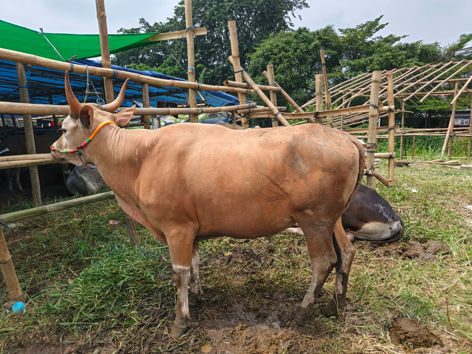 Sapi Super 8